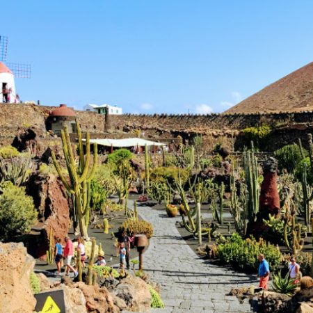 cactus-garden